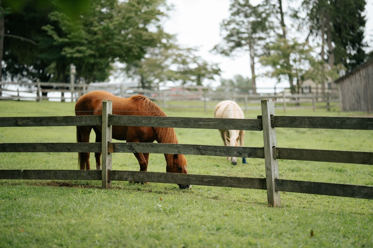 Two horses grazing in a calm, fenced pasture on a sunny day, surrounded by greenery.