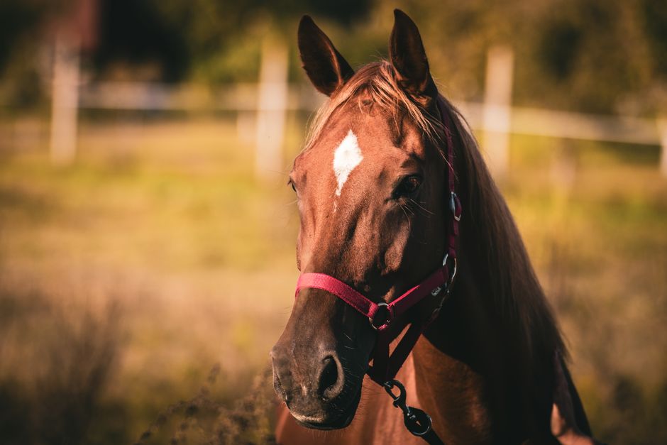 pexels photo 9981062 9981062 A detailed portrait of a brown horse wearing a halter, captured in a serene outdoor environment.